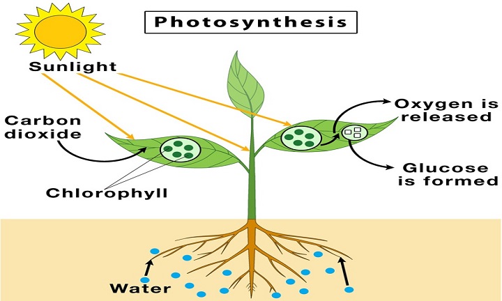 Photosynthesis in Higher Plants: Processes, Light Reaction, C4 pathway, Photorespiration