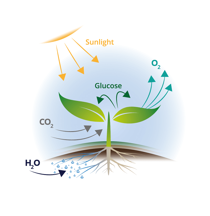 Respiration in plants