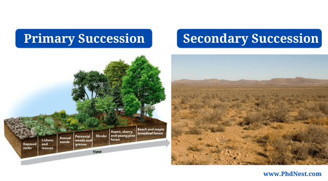 what is the difference between primary and secondary succession