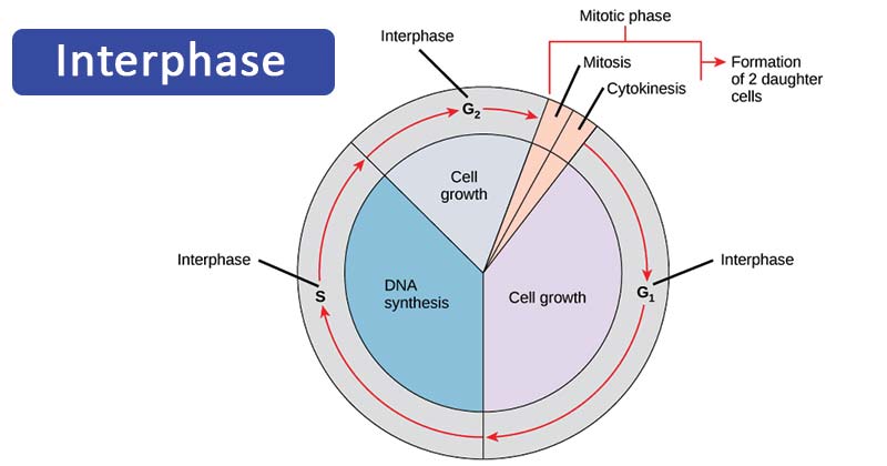 Interphase: Definition, Stages, Cell Cycle, Diagram