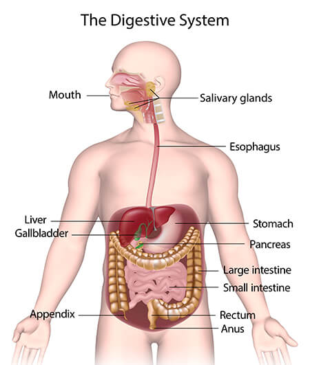 Digestive System Definition