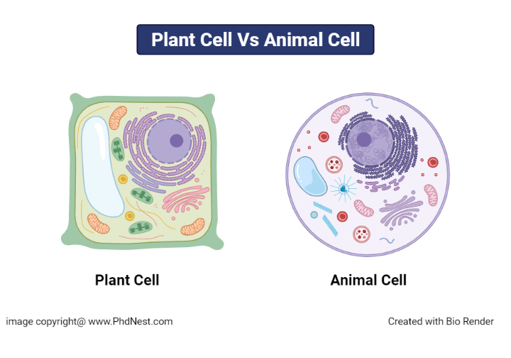 Plant Cell vs Animal Cell: Definition, 25+ Differences with Cell Organelles