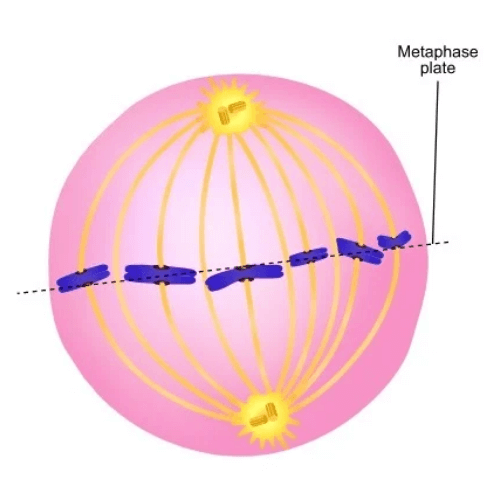 Metaphase in Mitosis and Meiosis