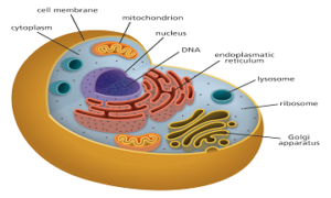 What Is A Cell: Definition, Structure, Types, Cell Organelles, Functions 1
