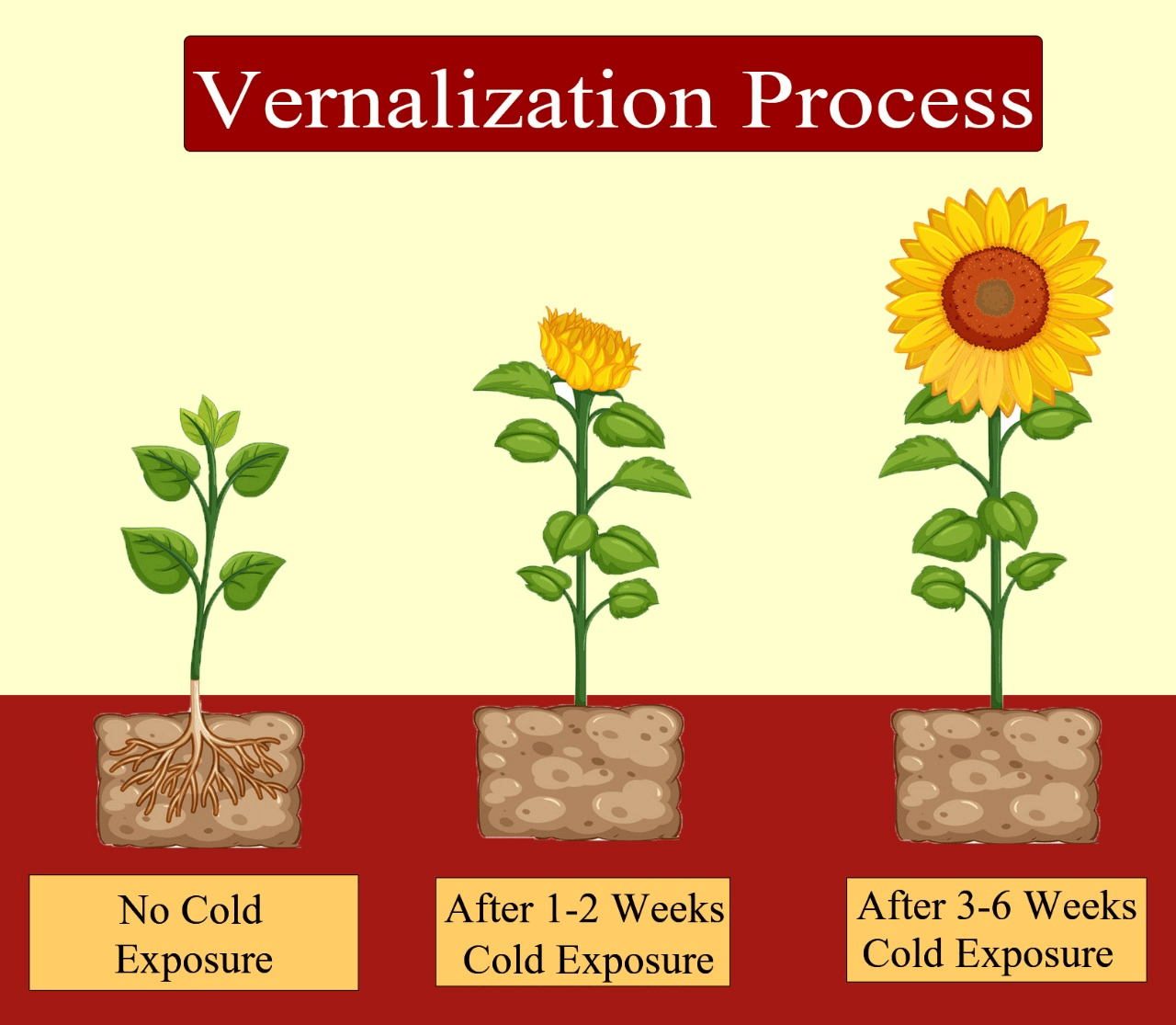 Photoperiodism, Vernalisation And Seed Dormancy PhD Nest