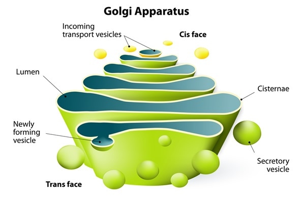 Golgi Apparatus: Definition, Structure, Functions and Diagram
