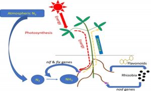 Nitrogen Metabolism: Nitrogen Cycle, Biological Fixation, Nodule Formation