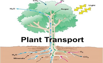 Transportation In Plants: Concepts, Active and Passive Transport, Xylem, Phloem