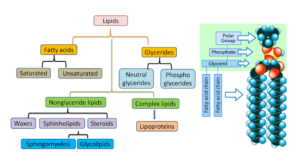 Lipids: Definition, Characteristics, Structure, Types, Functions, Examples