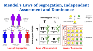 Mendel’s Laws of Segregation, Independent Assortment and Dominance