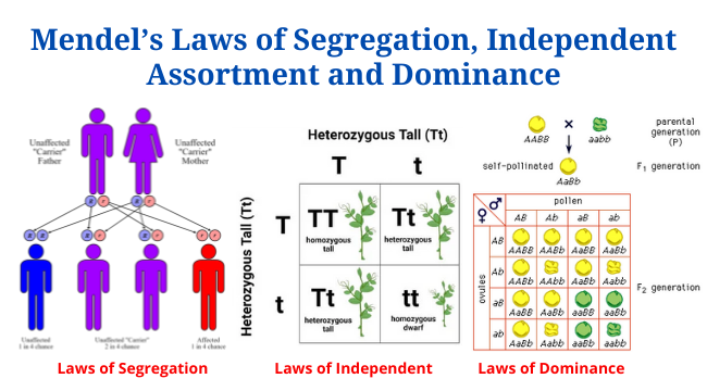 Mendel’s Laws of Segregation, Independent Assortment and Dominance