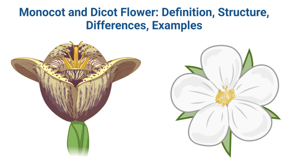 Monocot Flower and Dicot Flower Definition, Structure, Differences
