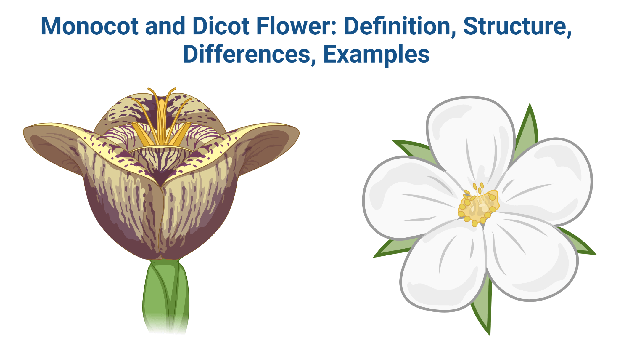 Monocot and Dicot Flower: Definition, Structure, Differences, Examples
