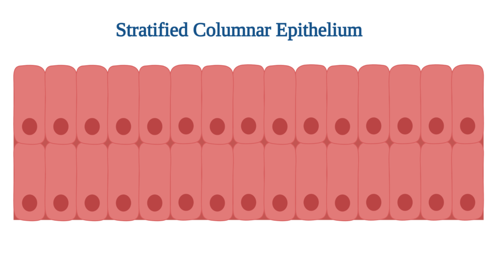 Stratified Columnar Epithelium: Overview, Structure and Functions