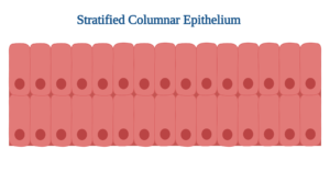 Stratified Columnar Epithelium: Overview, Structure and Functions