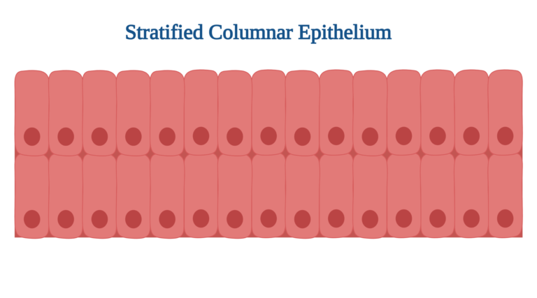Stratified Columnar Epithelium: Overview, Structure and Functions