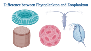 Phytoplankton Vs Zooplankton: Definition, 17+ Differences, Examples