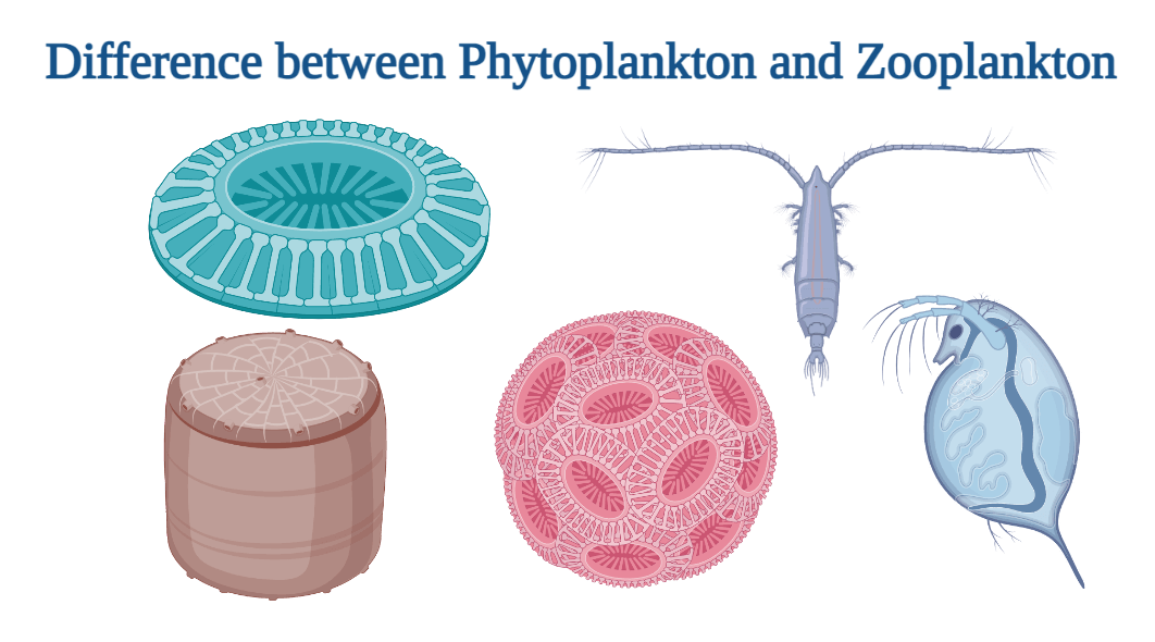Phytoplankton Vs Zooplankton: Definition, 17+ Differences, Examples