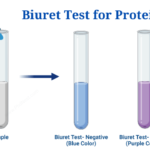 Biuret Test for Protein: Purpose, Objectives, Principle, Procedure, Reagents