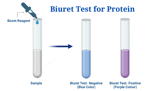 Biuret Test for Protein: Purpose, Objectives, Principle, Procedure, Reagents