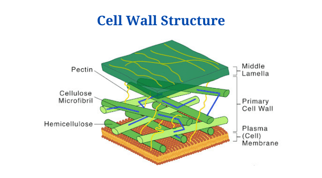 Cell Wall: Definition, Diagram, Structure And Functions