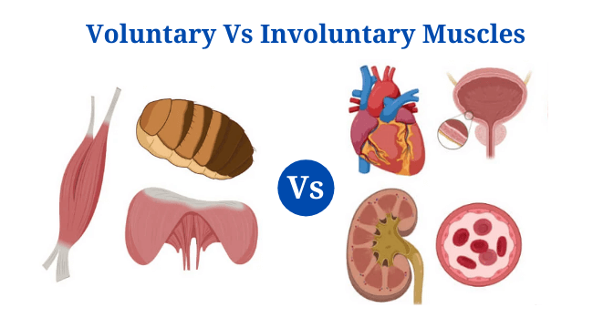 Voluntary and Involuntary Muscles: Definition, Differences, Examples