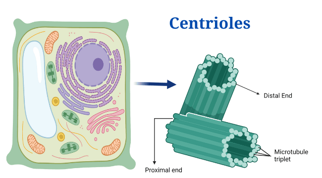 Centrioles: Definition, Structure, Functions and Diagram