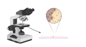 Bright Field Microscope: Definition, Parts, Diagram, Principle, Application