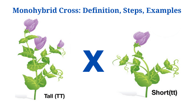 Monohybrid Cross: Definition, Steps, Diagram, Examples