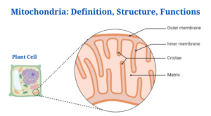 Mitochondria: Definition, Structure, Functions, Diagram