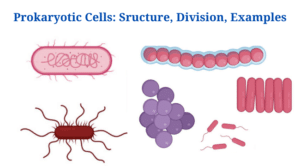Prokaryotic Cells: Characteristics, Components, Division, Examples