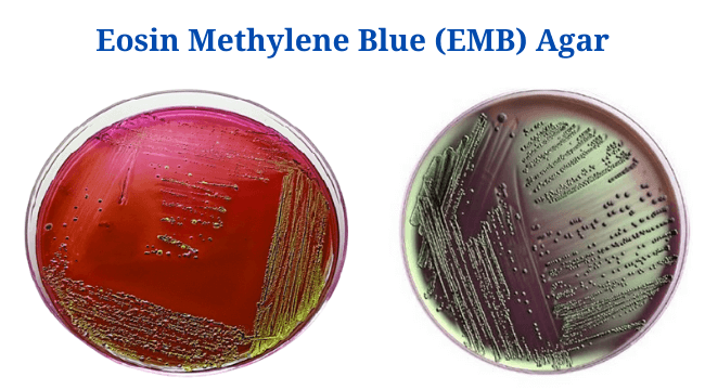 Eosin Methylene Blue (EMB) Agar