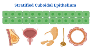 Stratified Cuboidal Epithelium: Structure and Functions