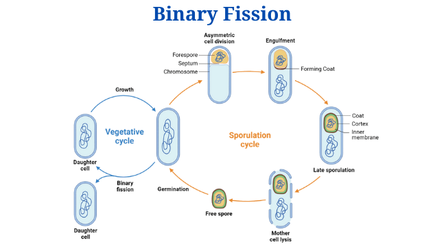 What is binary fission?