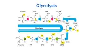 Glycolysis: Definition, Equation, 10 Steps, Enzymes, Product