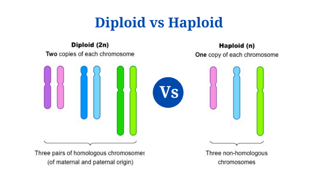 Diploid Vs Haploid: Definition, 12+ Major Differences, Examples