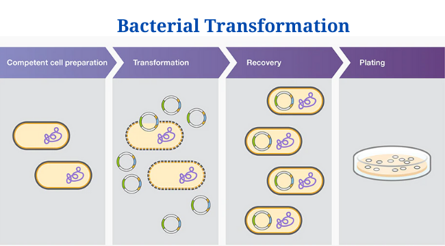 Bacterial Transformation: Definition, Principle, Stages, Examples