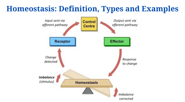 Homeostasis: Definition, Types and Examples