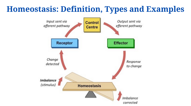 Homeostasis meaning