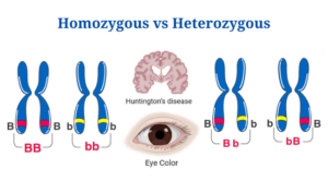 Homozygous Vs Heterozygous: Definition, Differences, Examples