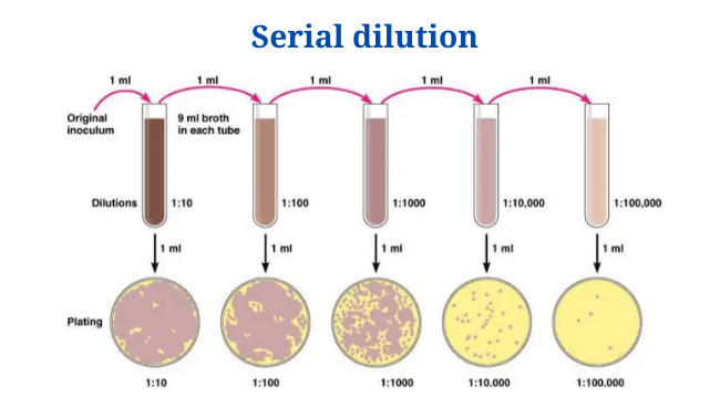 Serial Dilution: Definition, Formula, Calculator, Procedure, Uses  