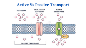 Active And Passive Transport: Definition, 18+ Differences, Examples
