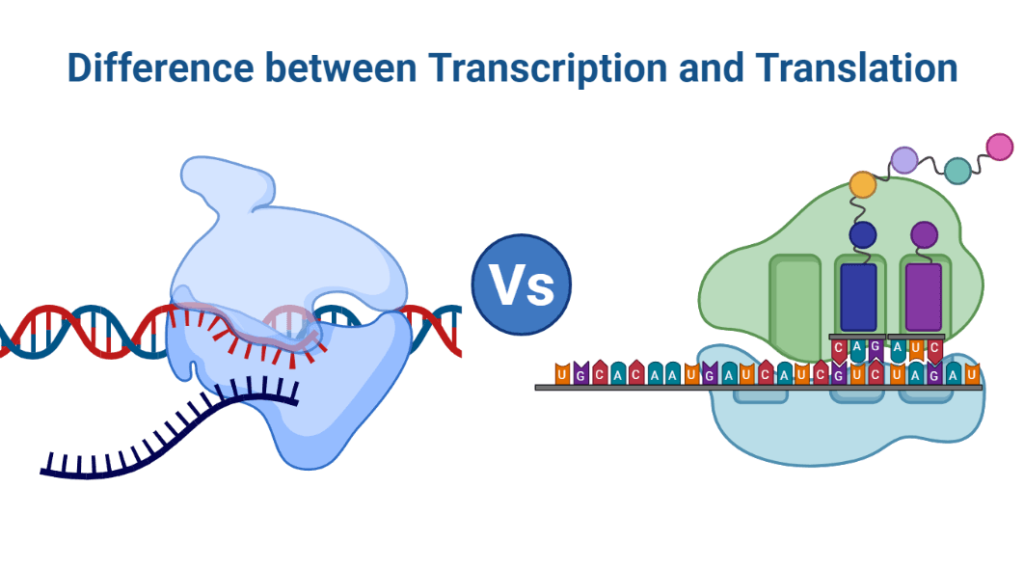 Difference between Transcription and Translation