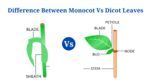 Monocot leaves Vs Dicot Leaves: Definition, Structure, 15+ Differences, Functions, Examples