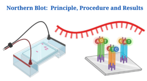 Northern Blot: Overview, Principle, Procedure and Results