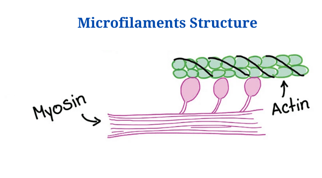 Microfilaments Diagram