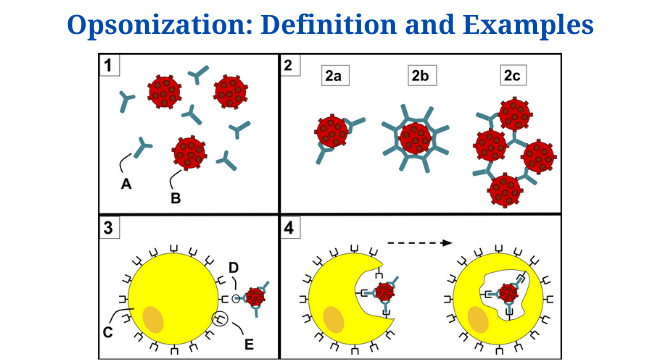 Opsonization: Definition, Mechanism, Examples