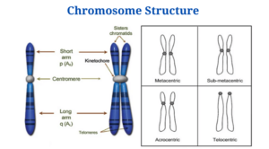 Chromosome: Types, Structure and Functions