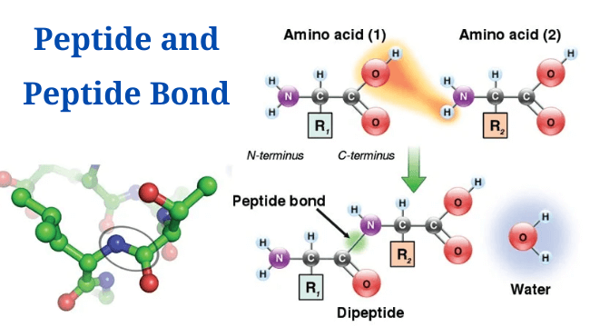 What is Peptide Bond? Definition, Formation, Examples