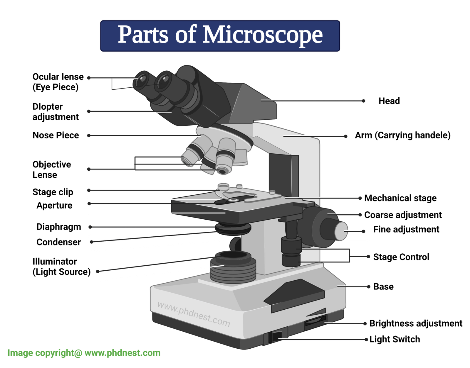 Parts Of Microscope Microscope Labeled Diagram And Functions PhD Nest
